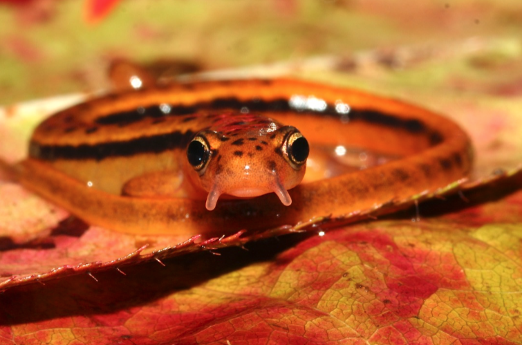 Amphibians | NC Biodiversity Project